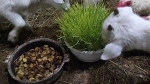 Зимнее содержание кур и куры несут яйца очень хорошо. Птицеводство в деревне.