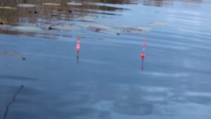 ПОЙМАЛИ С ПОЛИЧНЫМ!!! ЩУКА КРОКОДИЛ! Рыбалка на поплавок/спиннинг.