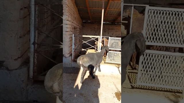 гусфанди хисори гиссарский порода зеркале городовичок смотреть онлайн