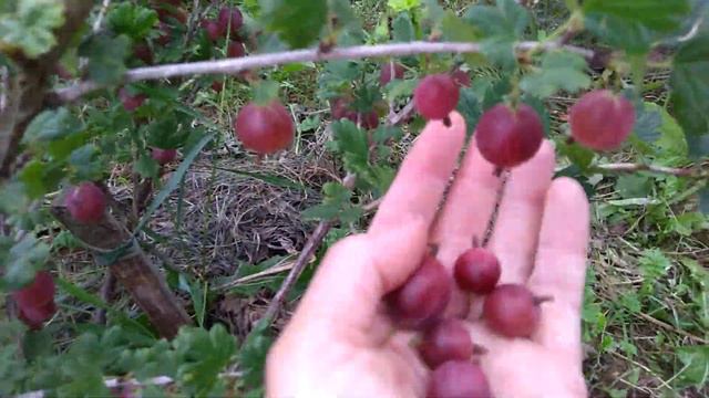 Крыжовник (агрус). 19.07.21 смотреть онлайн