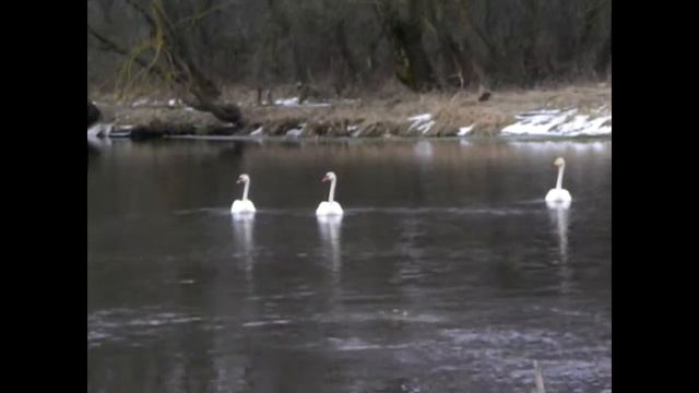 Дружба шипунов и кликунов смотреть онлайн