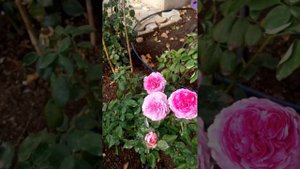 THE PRIDE(Зе Прайд) в ноябре.