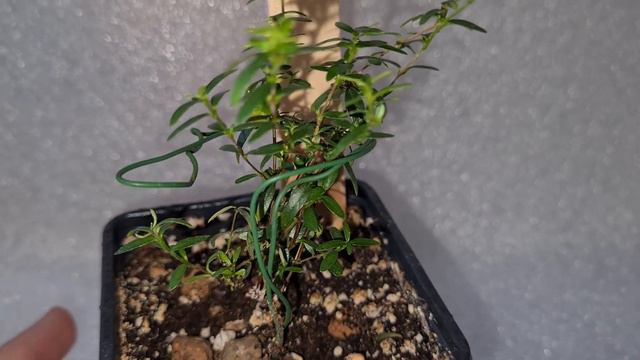 Мирт Микро смотреть онлайн