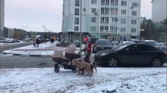Воспитанная собака - это смотреть онлайн