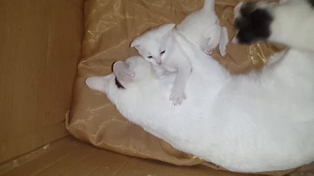 MIMI from VAN. VANA CAT ванская кошка վանա կատու