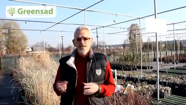 Какие лекарственные растения можно вырастить на приусадебном участке