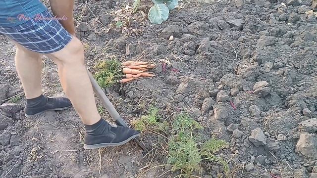 Вибираємо моркву на городі.