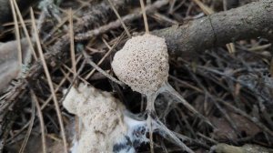 Фулиго Гнилостный,Земляное масло  или Муравьиное масло(Fuligo septica)