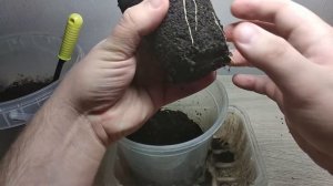 Пересадка сеянцев лещины/фундука через 14 дней после стратификации