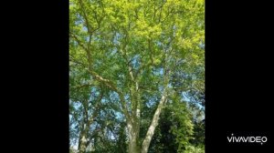 Грузия 2022, май. Тбилиси, Батуми, Ботанический сад, водопад, мост Тамары. 7 лет Ануару.