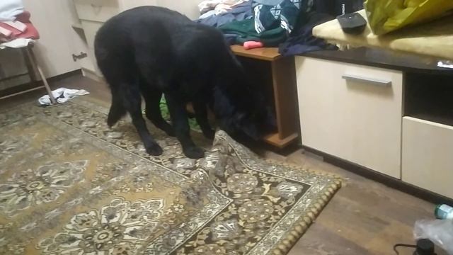 ВЕО восточно европейская овчарка черная 2023-02-11 21-10-17 смотреть онлайн