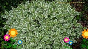 Дерен белый Айвори Хало. Краткий обзор, описание характеристик cornus alba Ivory Halo