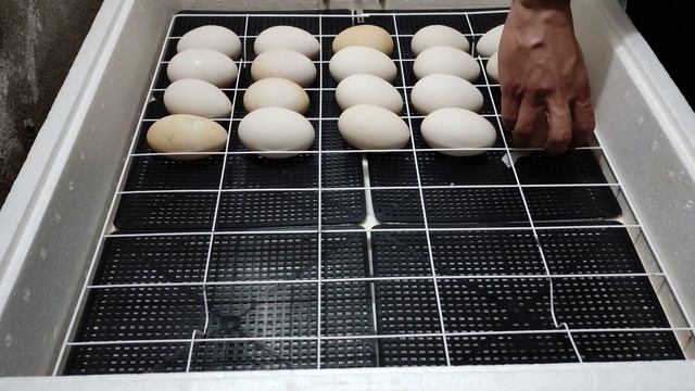 инкубация гусиных яйиц ...закладка гусиных яйиц в инкубатор несушка на 104 куриных яйца