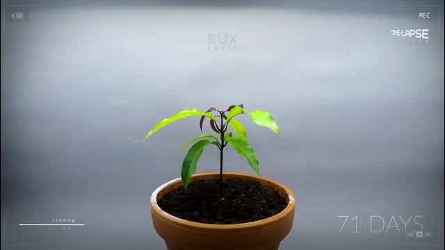 Как посадить и вырастить Манго. 1 год за 1 минуту