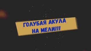Голубая акула на мели в Анапе!