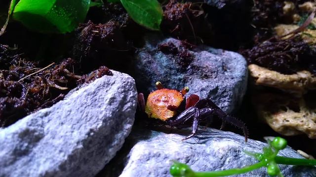 Red Devil _2 смотреть онлайн