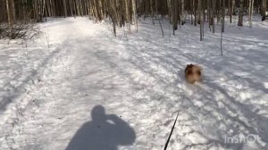 прогулка со шпицем