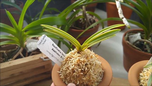 Birthday orchids from Tropical Gardens смотреть онлайн