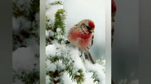 Роздуми над Словом Божим 03.12.2020 Євангеліє від Луки 16: 1-9