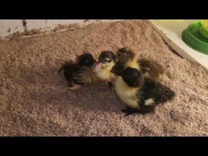 Утята и гусята выводятся в инкубаторе, индюшата уже большие