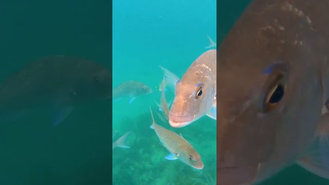 Crazy Snapper Diving смотреть онлайн