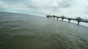 Сарган Балтийское море.