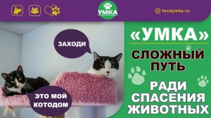 Котики и собачки приюта «Умка»: как помогают бездомным животным во Владивостоке?