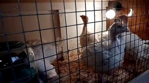 Индюки Хайбрид Конвертер, пропойки, кормление, уход.