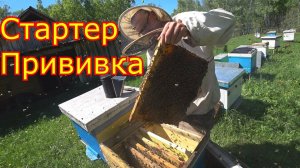 Работы со стартером. Прививка личинок. Вывод маток 2020