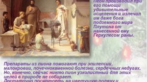 Пион тонколистный
