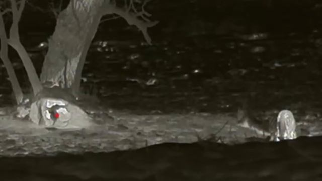 Farmer Uses Thermal to Protect Cattle from Predators | 65 Coyotes Down смотреть онлайн