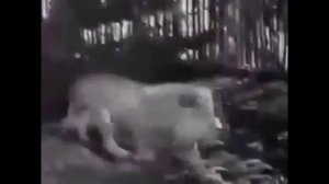 Бой Бык против Льва