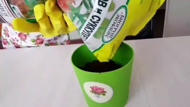 Маша Kids. Пересаживаем кактус ГИМНОКАЛИЦИУМ МИКС смотреть онлайн