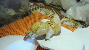 #Achatinazanzibarica - Ахатина Занзибарика и не только#ПИТОМНИКМАРИМИСТИК#куплюахатинпродаюулиток