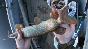 28.06.19. \ РЫБАЛКА С СЫНОМ \ ЩУКА - БУТЫЛКА