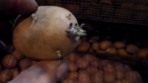 Подготовка картофеля  к посадке как правильно прорастить картошку перед посадкой.