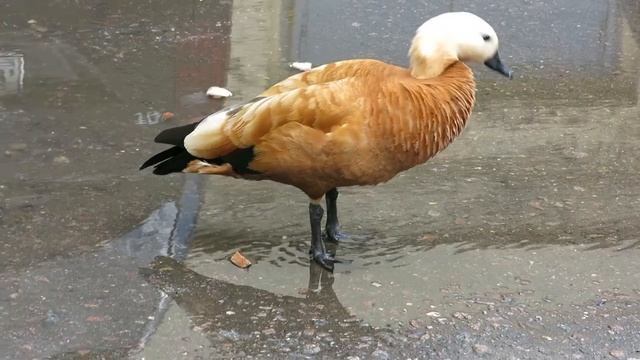 Огари во дворе МАДИ смотреть онлайн