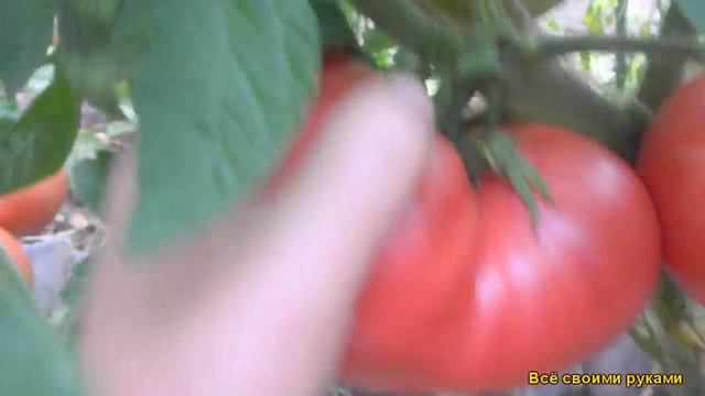 Томат: Сорт Розовый Гигант смотреть онлайн