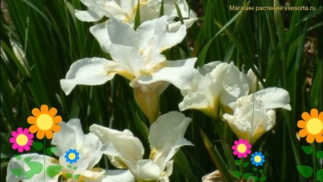 Ирис сибирский Вайт Свирл. Краткий обзор, описание характеристик iris sibirica White Swirl смотреть онлайн
