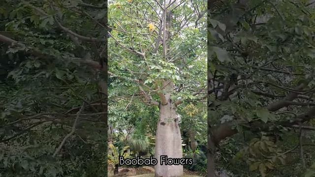 Baobab Flowers | Adansonia Digitata