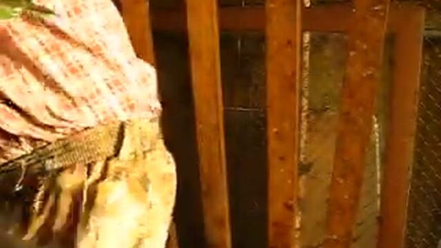 Ушной клещ у кроликов. Лечение аверсектиновой мазью. смотреть онлайн