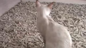 Урчание бенгала