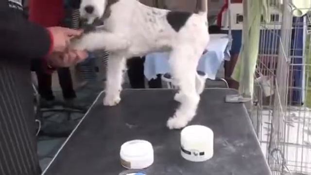 Pure Paws Grooming - Груминг Фокстерьера
