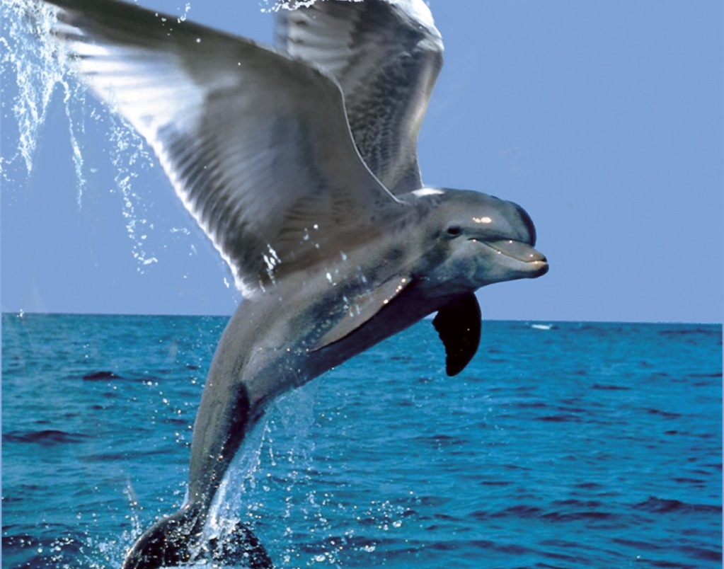 Летающий Дельфин