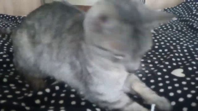 Лебовски, укротитель змей, ищет дом! смотреть онлайн