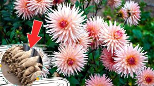 Это лучший способ хранения георгинов зимой! Как зимой хранить георгины? Где хранить георгины?