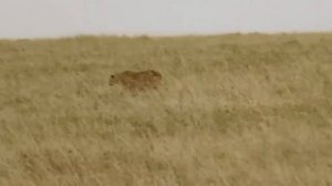 Гепард и кабан получил гепард