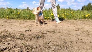 Йоркширский терьер выполняет команды на свежем воздухе