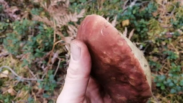 Для грибного места осень не помеха смотреть онлайн