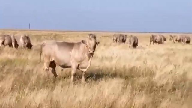 быки аулиекольской породы производители в отпуске смотреть онлайн